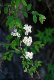 Spiraea flexuosa. Верхушка ветви с соцветиями. Красноярский край, Шушенский р-н, национальный парк \"Шушенский Бор\", ≈ 500 м н.у.м., опушка смешанного леса. 11.06.2022.