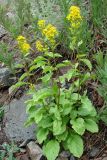 Solidago virgaurea подвид dahurica. Цветущие растения. Узбекистан, Ташкентская обл., Чаткальский хр., Чаткальский заповедник, ур. Большой Пиязлы (правобережный приток речки Ташкескенсай), около 2650 м н.у.м., подножие мелкоземисто-каменистого склона, среди субальпийского высокотравья. 10.08.2013.