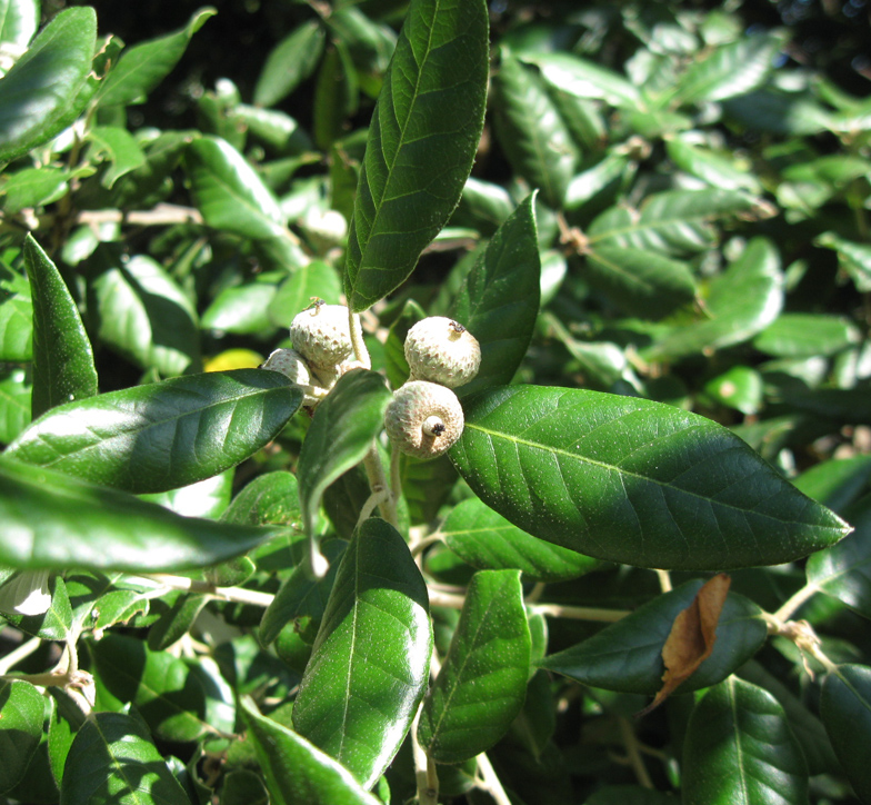 Изображение особи Quercus ilex.