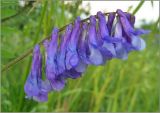 Vicia villosa