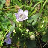 Gentianella biebersteinii. Верхушка цветущего растения. Карачаево-Черкесия, Зеленчукский р-н, долина р. Аксаут, окр. аула Красный Карачай. 12.08.2011.