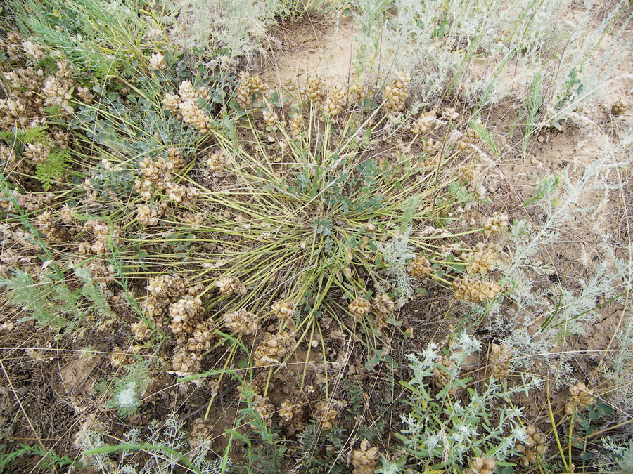 Изображение особи Astragalus calycinus.