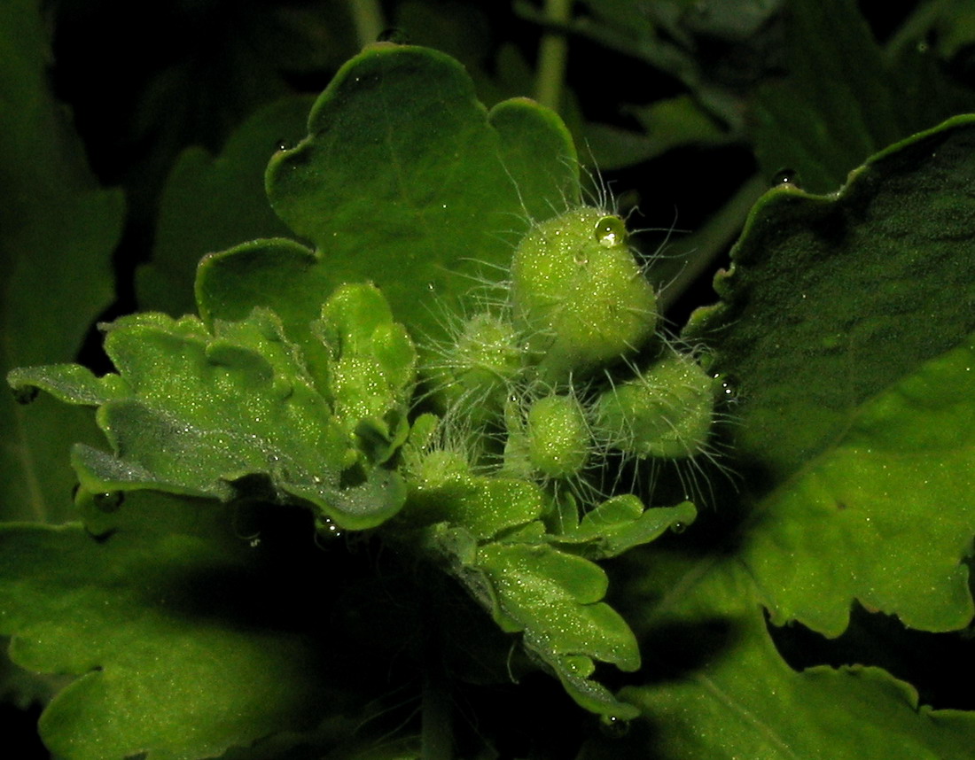 Изображение особи Chelidonium asiaticum.