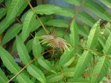 Ailanthus altissima