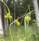 Carex pallescens