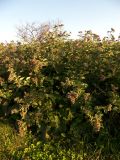 Arctium lappa