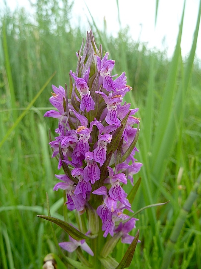 Изображение особи Dactylorhiza incarnata.