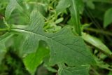 Lactuca raddeana