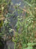 Apium graveolens. Веточка с соцветиями и соплодиями. Крым, Севастополь, окр. пос. Любимовка. 26.07.2014.