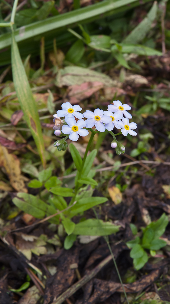 Изображение особи Myosotis palustris.