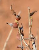 Atraphaxis replicata