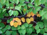 Betula ermanii. Побеги с листьями. Камчатский край, Елизовский р-н.