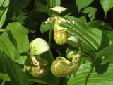 Cypripedium yatabeanum