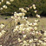 Symphoricarpos albus var. laevigatus