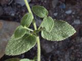 Stachys hissarica