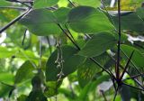 Donax canniformis. Верхушка побега с плодами. Таиланд, национальный парк Си Пханг-нга, влажный тропический лес. 20.06.2013.