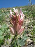 Astragalus megalomerus. Соцветие. Южный Казахстан, хр. Сырдарьинский Каратау, пер. Куюк, щебенистый склон южной экспозиции, ≈ 700 м н.у.м. 13 апреля 2016 г.