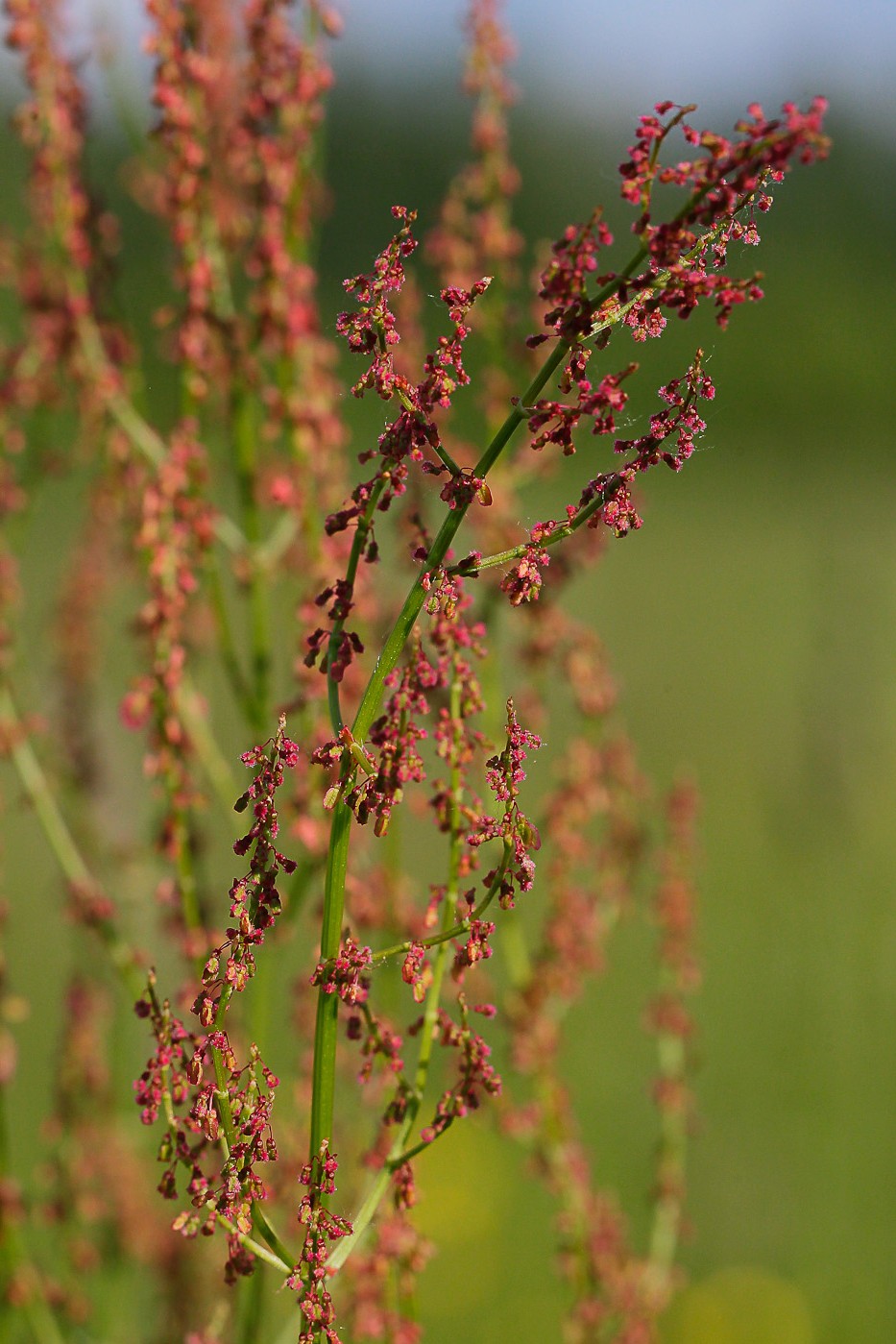 Изображение особи Rumex acetosa.