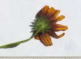 Rudbeckia bicolor