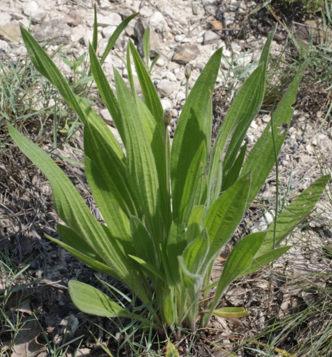 Изображение особи Plantago lanceolata.