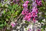 Lespedeza thunbergii