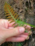 Polypodium sibiricum. Нижняя сторона вайи с сорусами. Приморье, Дальнегорск. 05.09.2006.