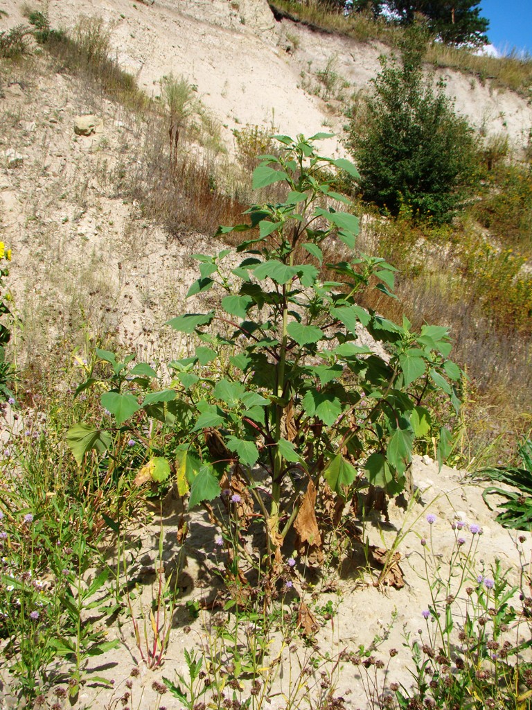 Изображение особи Cyclachaena xanthiifolia.