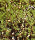 Polytrichum juniperinum