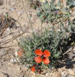 Papaver laevigatum