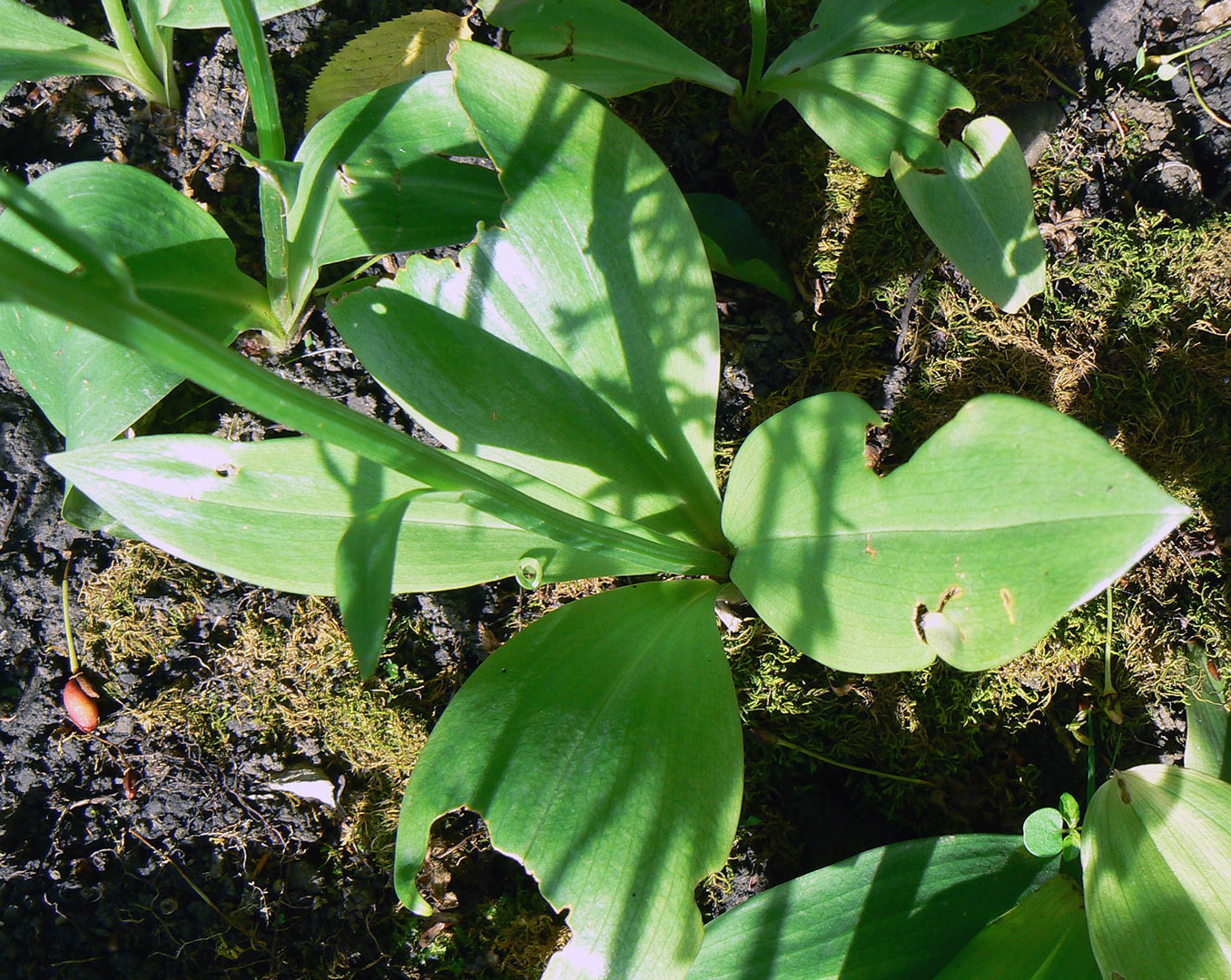 Изображение особи Platanthera &times; hybrida.