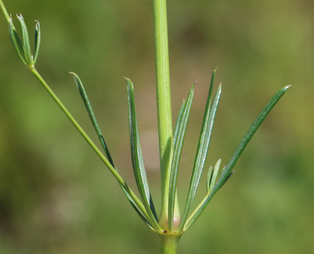 Изображение особи Galium octonarium.