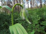 Lilium pilosiusculum