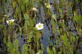 Ranunculus pallasii