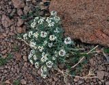 Ptilotrichum tenuifolium. Цветущие растения. Монголия, аймак Увс, берег оз. Хяргас-Нуур, ≈ 1100 м н.у.м., каменистый сухой склон. 10.06.2017.