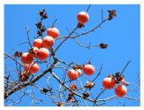 Diospyros kaki. Верхушка ветви со спелыми плодами. Испания, Андалусия, г. Гранада, Альгамбра, в культуре. Январь.