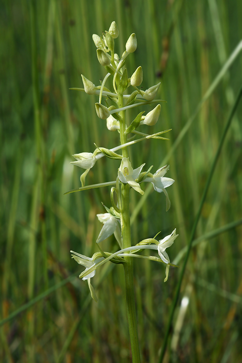 Изображение особи Platanthera bifolia.