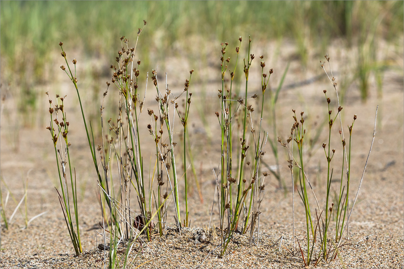 Изображение особи Juncus alpino-articulatus.