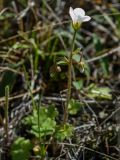 Saxifraga sibirica