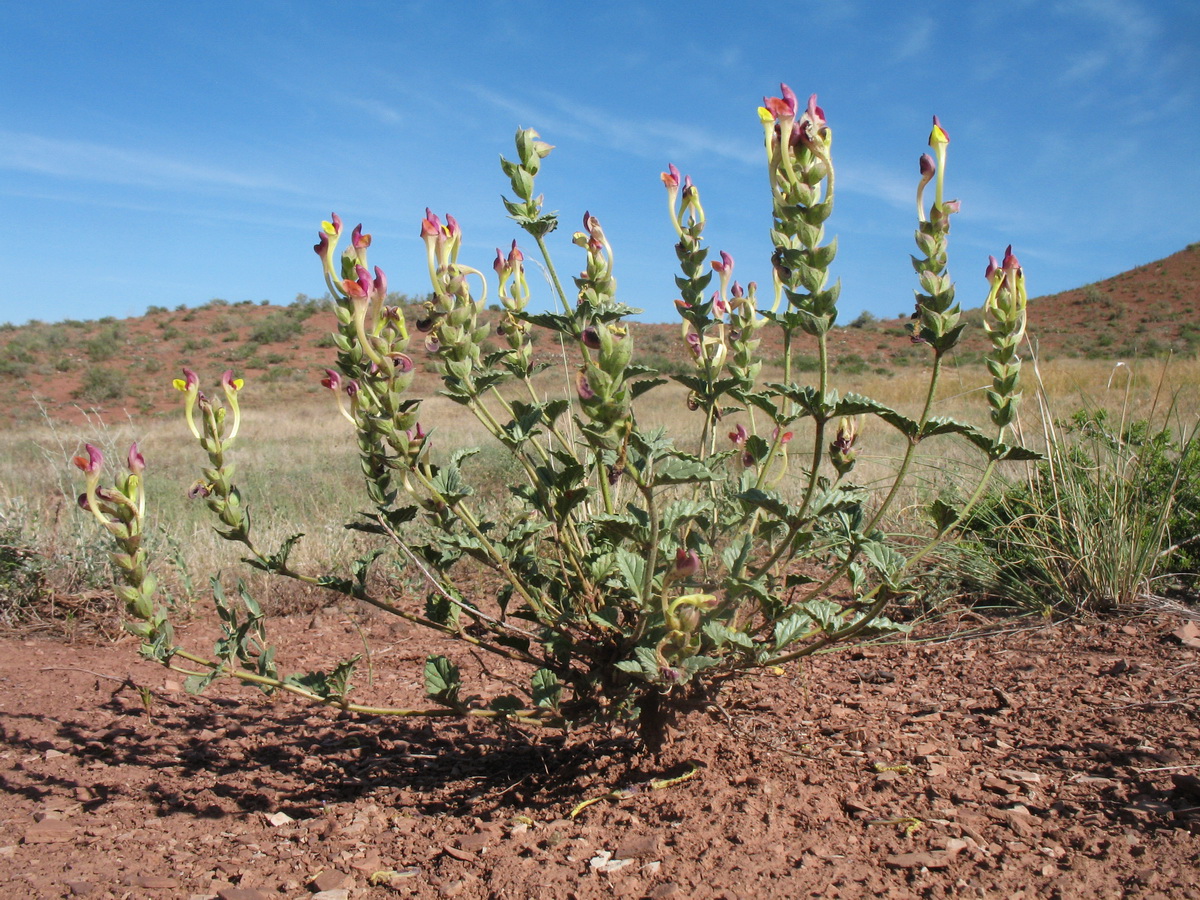 Изображение особи Scutellaria androssovii.