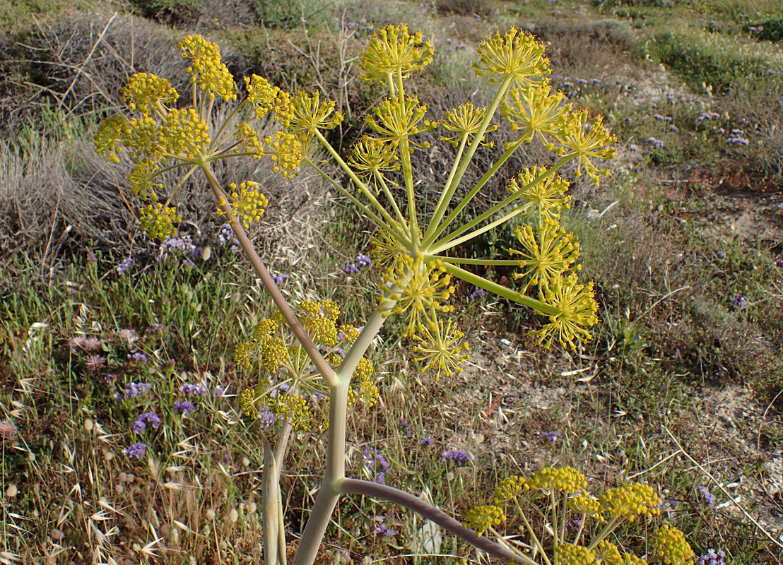 Изображение особи Ferula communis.