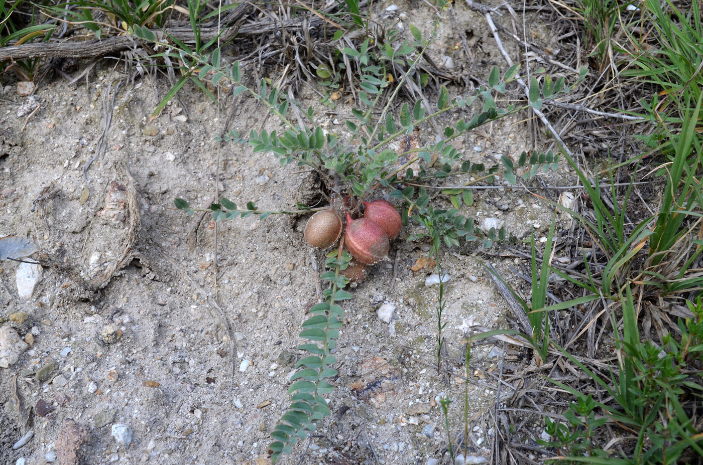 Изображение особи род Astragalus.