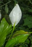 Spathiphyllum wallisii. Верхушка цветущего побега и листья. Пермь, Свердловский р-н, в озеленении. 29 августа 2018 г.