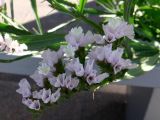 Limonium sinuatum