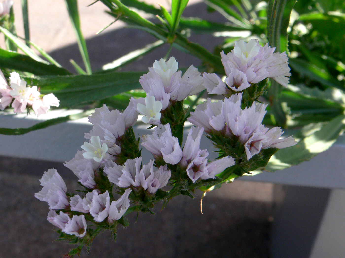 Изображение особи Limonium sinuatum.