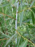 Salix acutifolia. Побег. Украина, Одесская обл., Ивановский р-н., окр. пгт. Ивановка, побережье р. Большой Куяльник. 11.06.2010.