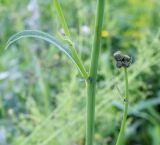 Sonchus arvensis подвид uliginosus. Верхушка бокового побега с развивающимися соцветиями. Пермский край, Краснокамский р-н, заброшенный садовый участок. 11.08.2019.