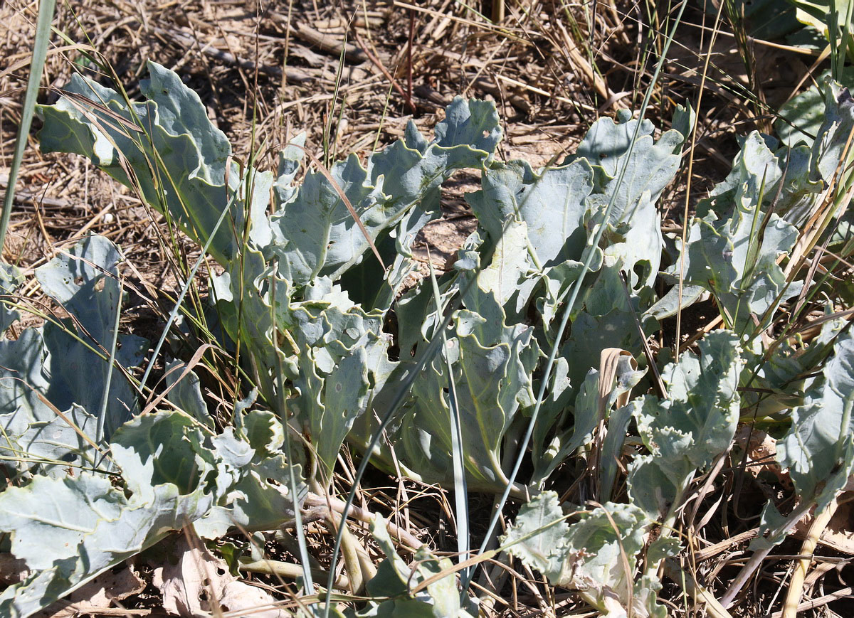 Изображение особи Crambe maritima.