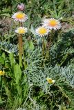 Taraxacum pseudoroseum