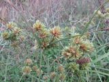 Cyperus eragrostis