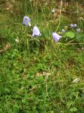 Campanula rotundifolia. Цветущие растения. Нидерланды, провинция Drenthe, национальный парк \"Drentsche Aa\", окр. деревни Anloo, Kniphorstbos, в сосновых посадках на песке. 13 июля 2008 г.